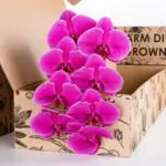 Phalaenopsis Purple - Single Stem 2 Phalaenopsis Purple - Single Stem (3)
