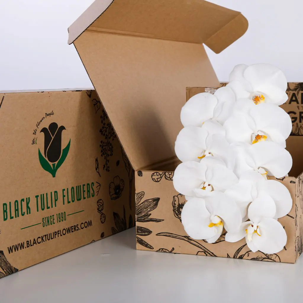 Phalaenopsis White - Single Stem (1) Bunch of Phalaenopsis White Stems in a box - perfect for DIY