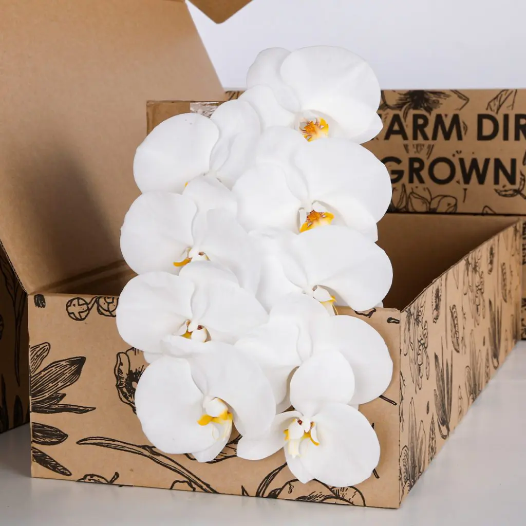 Phalaenopsis White - Single Stem (2) Phalaenopsis White - Single Stem