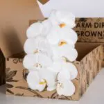 Phalaenopsis White - Single Stem 2 Phalaenopsis White - Single Stem (2)