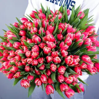 A bouquet of 100 pink tulips