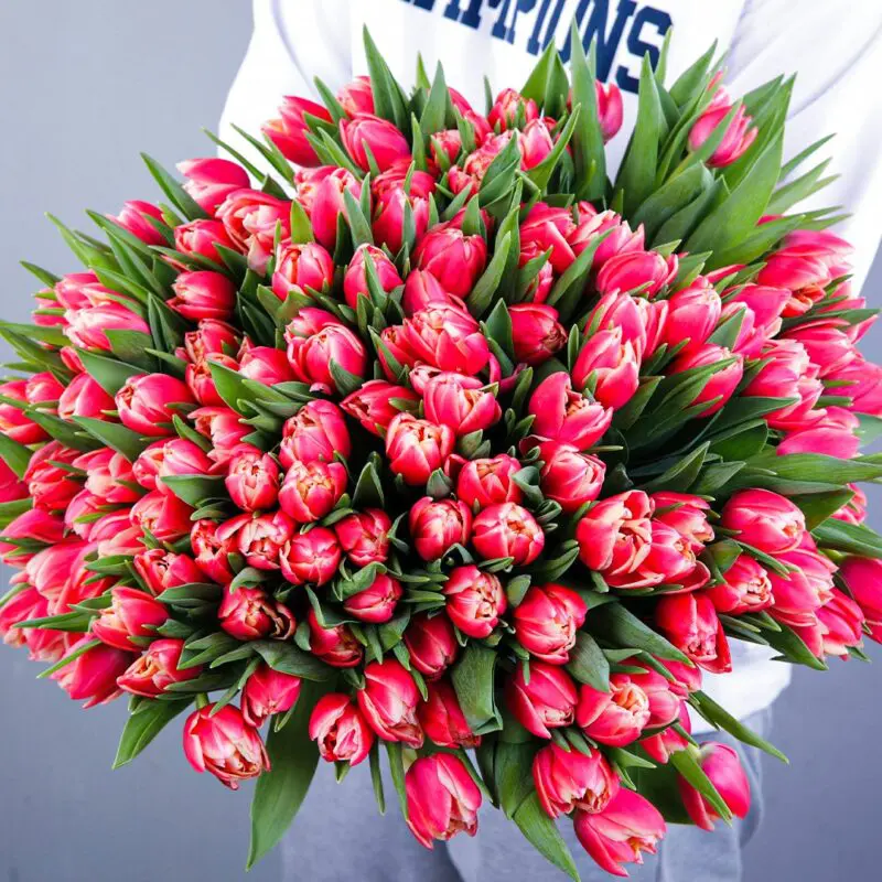 A bouquet of 100 pink tulips