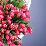 Rare Beauty - Tulips (3)