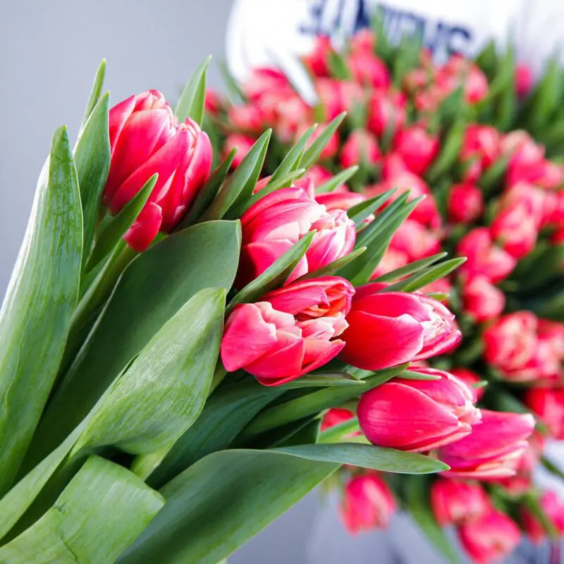 Rare Beauty - Tulips bouquet by Black Tulip Flowers