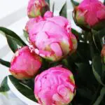 Simply Peonies (3)