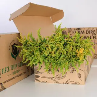 A side view of Solidaster Yellow flowers in a cardboard box