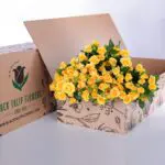 Spray Roses Yellow with vase 3 Spray Roses Yellow (2)