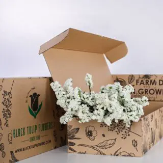 A cardboard box containing a cluster of white Statice flowers, highlighting their elegant blooms and fresh look.