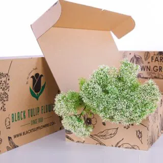 A cardboard box containing a bunch of Trachelium White flowers, showcasing their delicate white blooms.