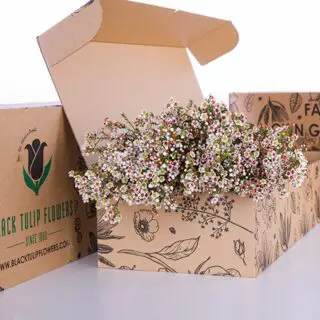 A cardboard box containing a bunch of light pink Wax Flowers, showcasing their delicate petals and vibrant color.