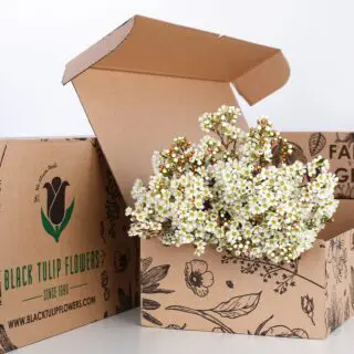 A cardboard box containing a bunch of white wax flowers, showcasing their delicate petals and vibrant appearance.