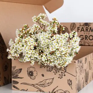 Wax Flower White