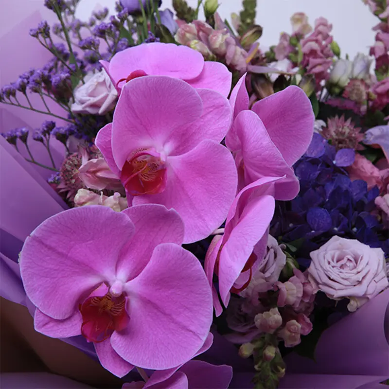 purple-royalty_2026_03 purple royalty 2026 03