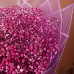 Utmost Beauty of Gypsophila Bouquet 3 utmost_beauty_of_gypsophila_bouquet_3_
