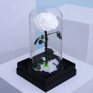 Elegant Single Forever White Rose preserved in a glass dome.