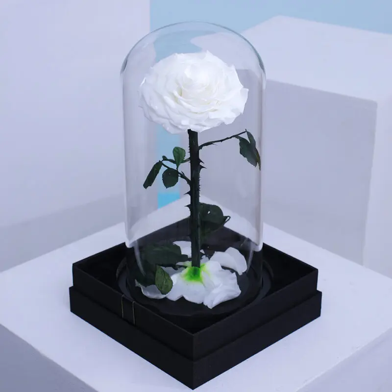 02 Elegant Single Forever White Rose preserved in a glass dome.