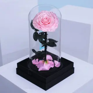 Valentines Day Home 44 Single baby pink forever rose encased in a clear glass dome.