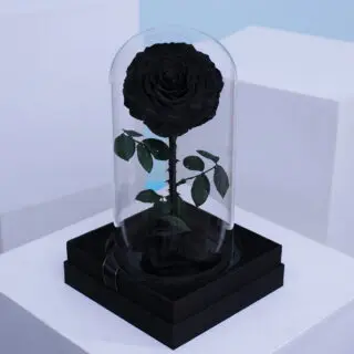A single Forever black Rose encased in a transparent glass dome.