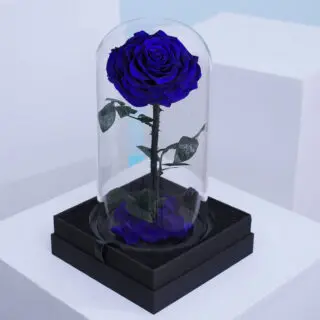 Elegant single dark blue preserved roses arranged in a clear dome box.
