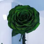 Single Green Forever Rose 3 02