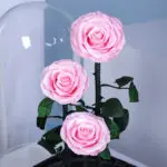 Pink Trio Forever Rose 3 03