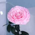 Single Pink Forever Rose 3 03