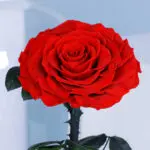 Single Red Forever Rose 2 03