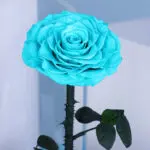 Single Light Blue Forever Rose 3 03