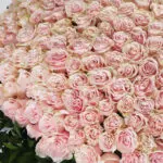 Graceful Roses 2 05