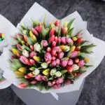 Radiant Tulips (2)