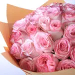 Attractive Pink 3 attractive-pink_2026_03