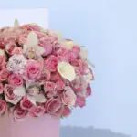 The Pink Shades 4 2 (124)