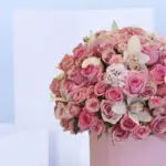 The Pink Shades 3 3 (125)