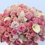 The Pink Shades 2 4 (101)