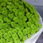 Green Chrysanthemum Bouquet 3 Green Toggle Blooms (2)