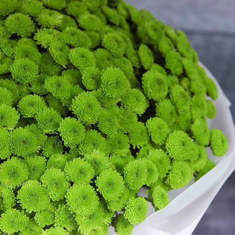 Green Toggle Blooms (2) Green Toggle Blooms 2