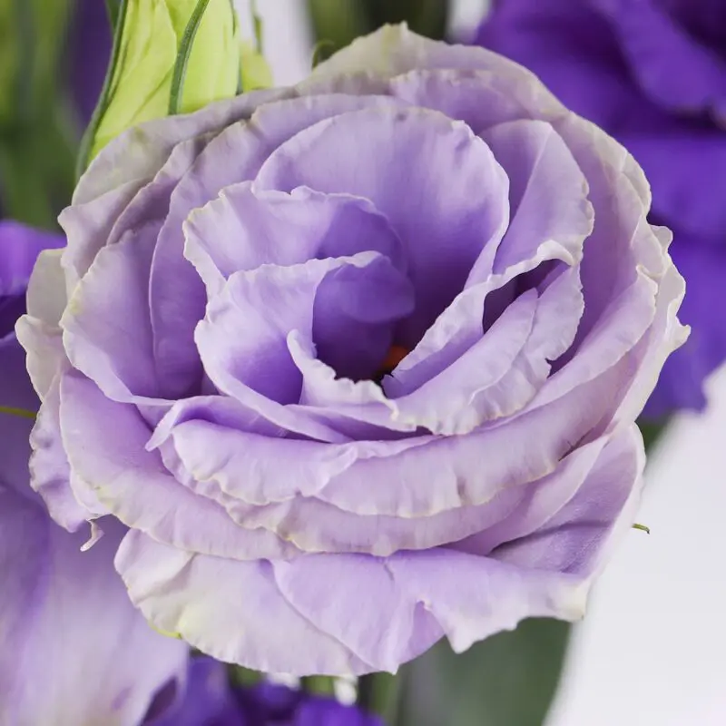 Lisianthus Purple Bouquet (4) Lisianthus Purple Bouquet 4