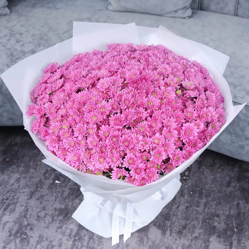 Pink Shades of Chrysanthemums 4