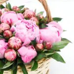Peonies in a Basket 3 0002