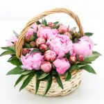 Peonies in a Basket 1 02