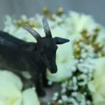 Eid Al Adha Flower Box (4)