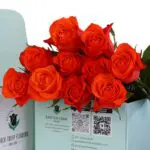 Spritz - Green Box 2 Spritz - Green Box (3)