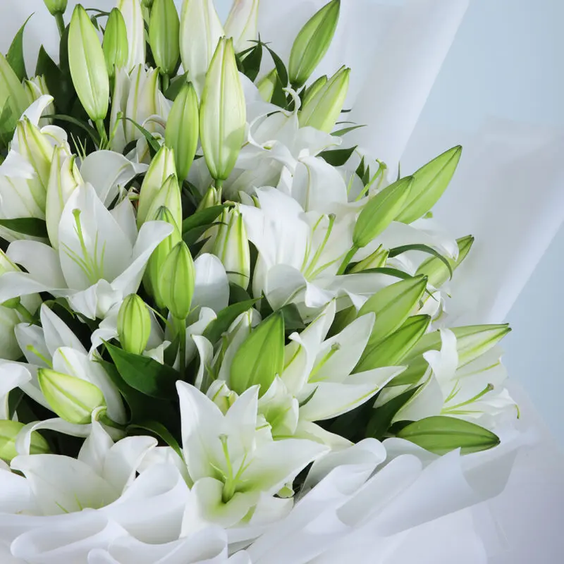 Casablanca White Lilies (4) Casablanca White Lilies 4