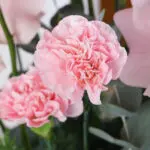 Romantic Pinkish Flower Box 3 047