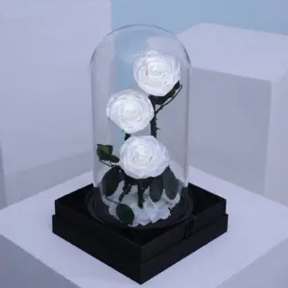 Valentines Day Home 43 3 white forever roses placed elegantly in a transparent dome box.