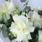Pure Baby Rose 4 04