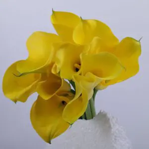 Calla lily for wholesale