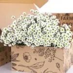 Crysanthemum Santini White 2 Images 01