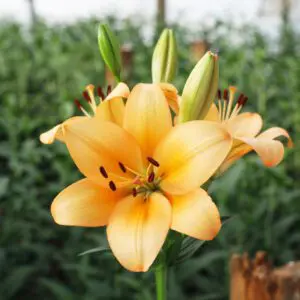 Lily wholesale