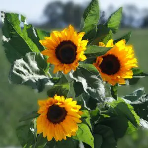 Sunflowers for wholesale
